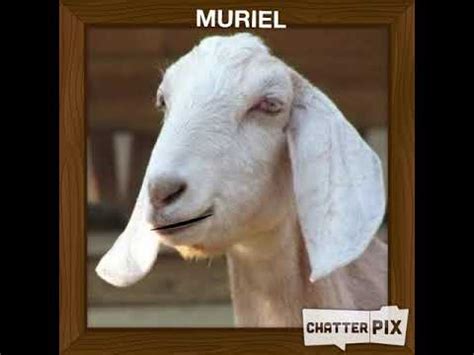What Is Muriel Like In Animal Farm